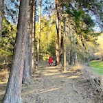 Sanft zieht sich der Panoramasteig Pfalzen durch den Wald