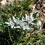 Edelweiß ziert den Weg auf die Weißspitze