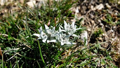 Edelweiß ziert den Weg auf die Weißspitze