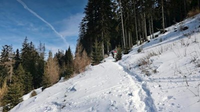Abkürzung über die schmalen Waldpfade