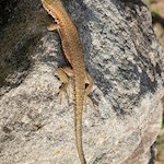 Eidechse im Steingarten bei Stange