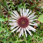 Silberdistel