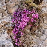 Gegenblättriger Steinbrech