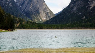 Am Nordufer des Toblacher Sees