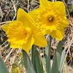 Narzissen nahe Kloster Säben