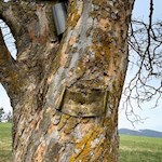 Die Plakette am Liebesbaum erinnert an Marias und Eduards 50. Hochzeitstag 