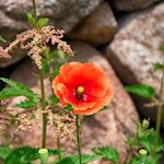 Mohnblume am Wegesrand