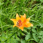 Feuerlilie am Wegesrand