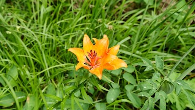 Feuerlilie am Wegesrand