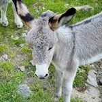Esel neben der Pranter Stadlhütte