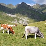 In den Wiesen oberhalb der Klammalm weiden zufriedene Kühe