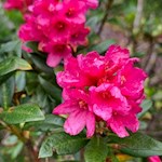 Im Juni erwacht die Alpenrose