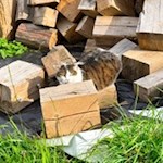 Ein Kätzchen sonnt sich am Dorfrundweg in Luttach