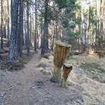 Pfifferlinge mal anders...