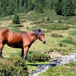 Den Sommer über weiden Tiere längs des Weges