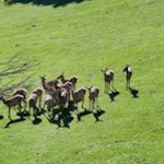 Neugierig mustern uns die scheuen Waldbewohner