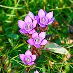 Deutscher Enzian am Wegesrand