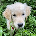 Wandern mit Hund zur Auerleger Alm