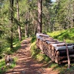Auch der Rückweg vom Flitzer Wasserfall führt durch den Wald