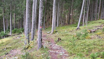 Der Kehlburgweg ist gut ausgeschildert und markiert