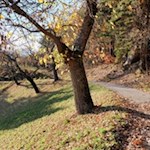 Durch Kastanienhaine zurück nach Signat