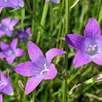 Auch die formschöne Glockenblume gedeiht in den Telfer Wiesen