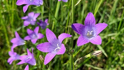 Auch die formschöne Glockenblume gedeiht in den Telfer Wiesen