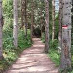 Teile des Passerschluchtenweges führen durch den Wald