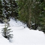 Im sanften Anstieg führt der Wanderweg durch den Wald