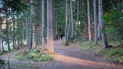 Auf dem Ritten fand Freud Inspiration für sein Werk 