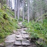 Durch den schattigen Nadelwald in Richtung Burkhardklamm