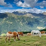 Almidylle während des Anstiegs zur Genterer Alm