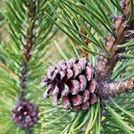 Zahlreiche Latschen wachsen auf der Villanderer Alm