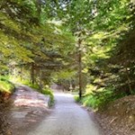 Durch den lichtdurchfluteten Laubwald auf den Roen