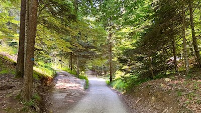 Durch den lichtdurchfluteten Laubwald auf den Roen