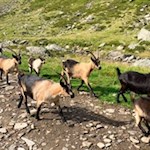 Ziegen im Faltschnaltal