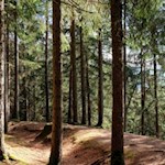 Schwer auszumachen: Der einstige Waal längs des eigentlichen Waalweges