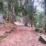 Durch schattenverheißende Waldstücke nach St. Peter