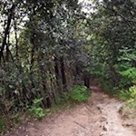 Die Abfahrt vom Monte Brione führt zunächst über einen schmalen und recht steinigen Waldweg