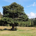 „Nichts ist für mich mehr Abbild der Welt und des Lebens als der Baum.“ (Christian Morgenstern)