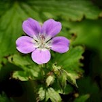 Storchenschnabel am Wegesrand