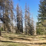 Unsere Wanderung führt durch lichte Waldhaine