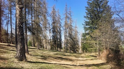 Unsere Wanderung führt durch lichte Waldhaine