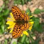 Im Frühsommer flattern zahlreiche Schmetterlinge von Blume zu Blume