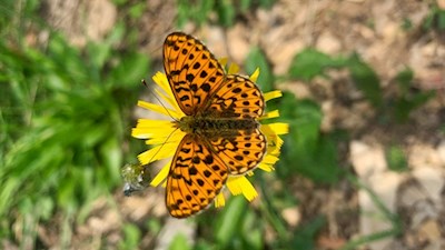 Im Frühsommer flattern zahlreiche Schmetterlinge von Blume zu Blume