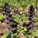 Early spring flowers