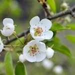  „Alles freuet sich und hoffet, wenn der Frühling sich erneut.“ (Friedrich Schiller)