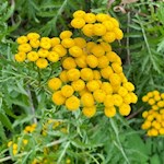 Blumen säumen den Wegesrand