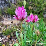 Alpenklee am Wegesrand