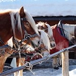 Wer möchte, kann auch mit der Kutsche über die Seiser Alm fahren
